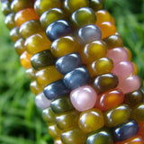 Corn Seeds - Flint - Glass Gem Corn - Alliance of Native Seedkeepers - Vegetable Seeds