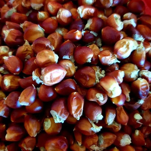 Corn Seeds - Floriani Red Flint - Alliance of Native Seedkeepers - Corn