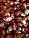 Corn Seeds - Floriani Red Flint - Alliance of Native Seedkeepers - Corn