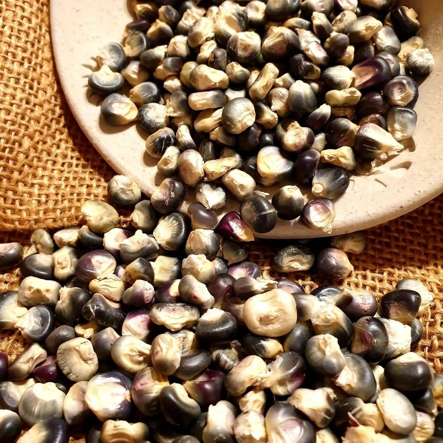 Corn Seeds - Flour - Hopi Blue Corn - Alliance of Native Seedkeepers - Vegetable Seeds