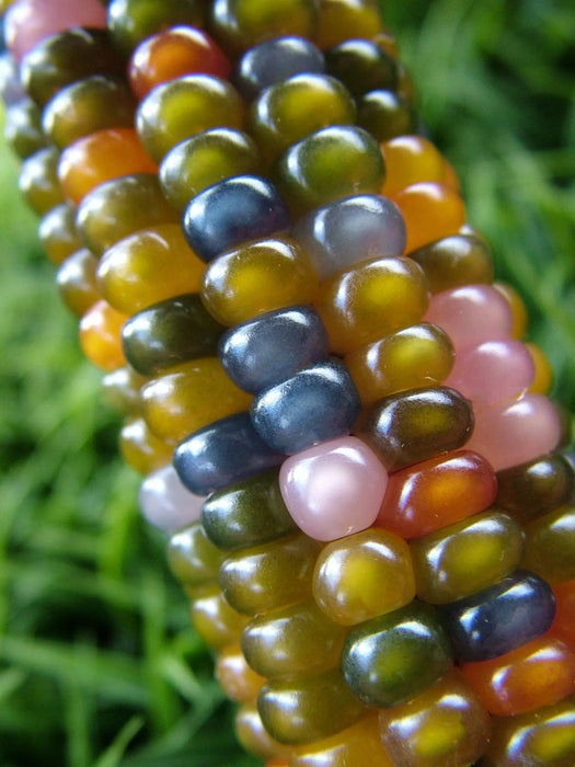 20 Seeds - Corn - Glass Gem seeds - Rainbow multicoloured vegetable seeds