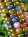 Corn Seeds - Glass Gem - Alliance of Native Seedkeepers - Corn