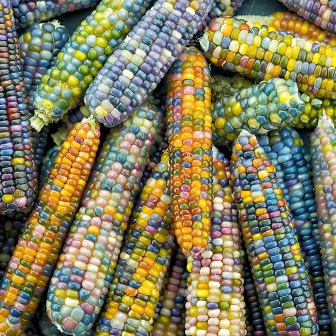 Corn Seeds - Glass Gem - Alliance of Native Seedkeepers - Corn