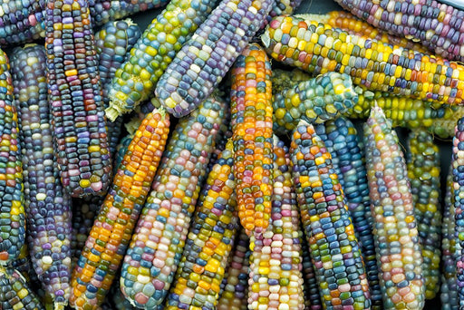 Corn Seeds - Glass Gem - Alliance of Native Seedkeepers - Corn