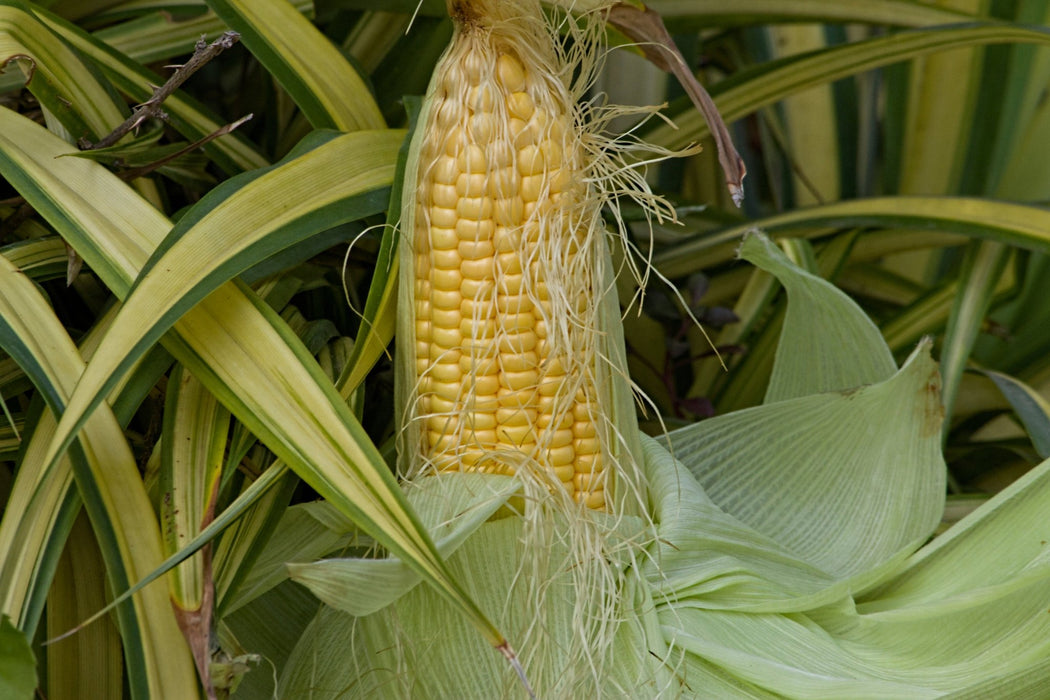 Corn Seeds - Golden Bantam - Alliance of Native Seedkeepers - Corn