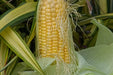 Corn Seeds - Golden Bantam - Alliance of Native Seedkeepers - Corn