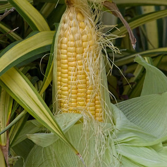 Corn Seeds - Golden Bantam - Alliance of Native Seedkeepers - Corn