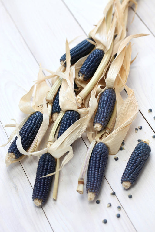 Corn Seeds -Hopi Blue - Alliance of Native Seedkeepers - Corn