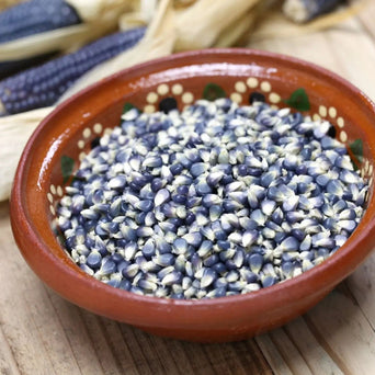 Corn Seeds -Hopi Blue - Alliance of Native Seedkeepers - Corn