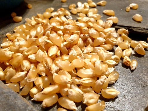Corn Seeds - Kanú·ta·ʔ (Bearpaw) - Alliance of Native Seedkeepers - Corn