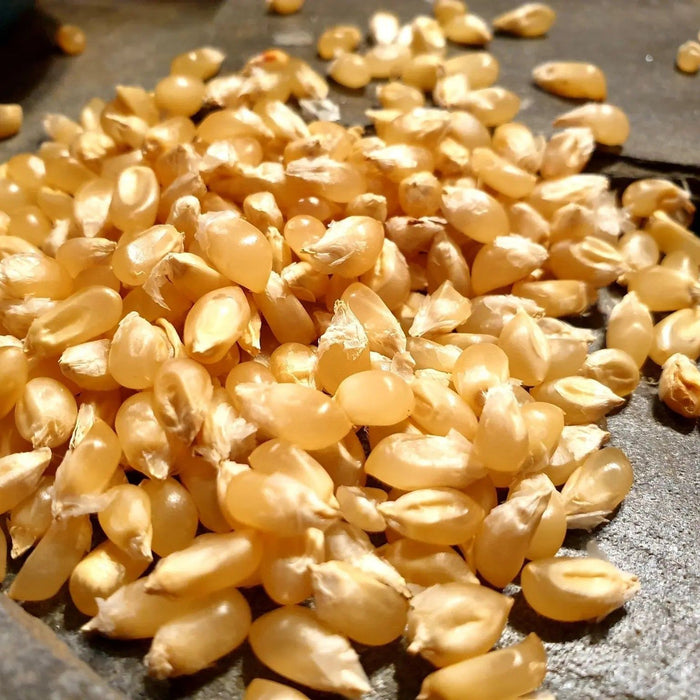 Corn Seeds - Kanú·ta·ʔ (Bearpaw) - Alliance of Native Seedkeepers - Corn