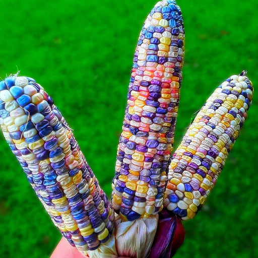 Rainbow Flint Ornamental Corn - Albert Lea Seed