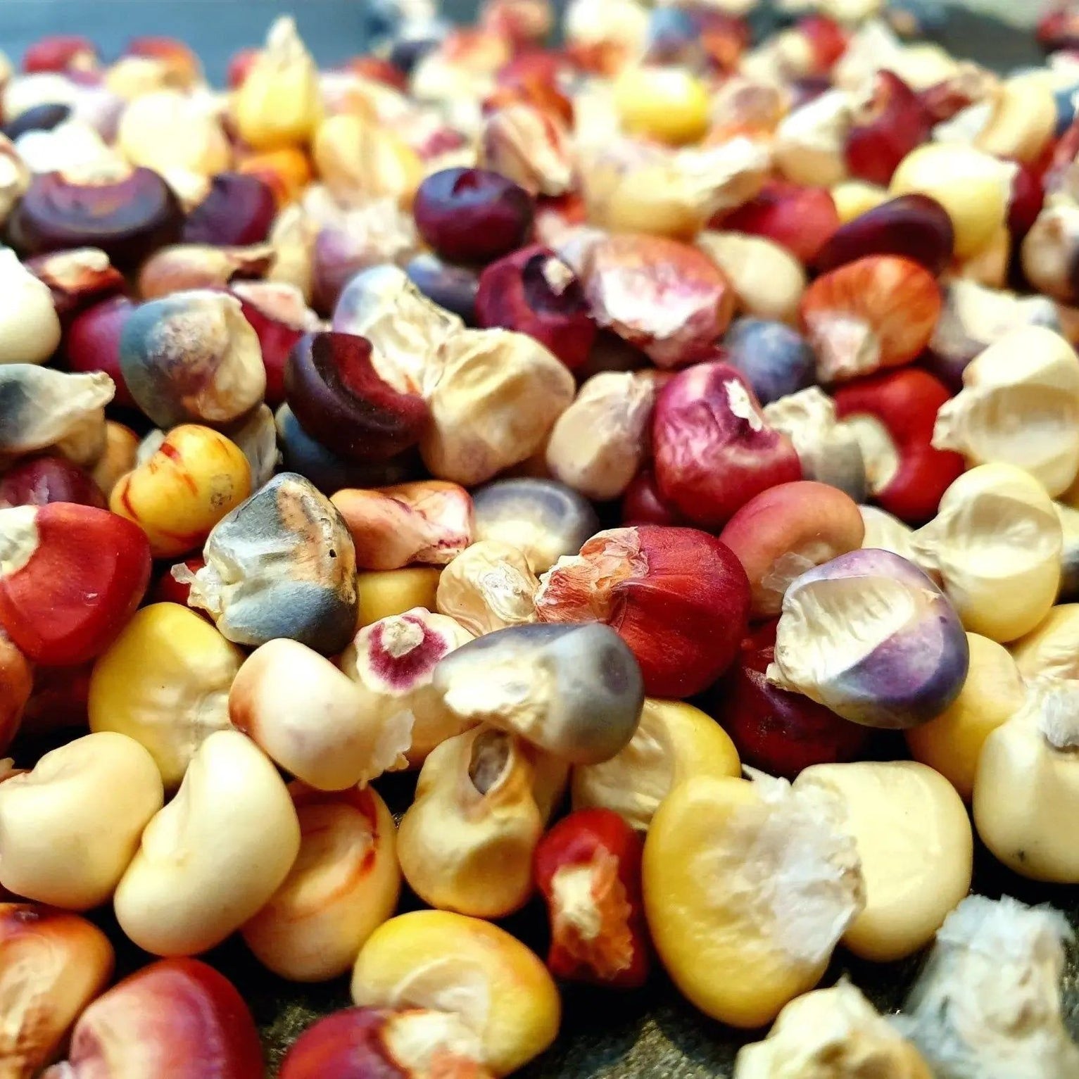 Corn Seeds Mandan Bride Alliance of Native Seedkeepers