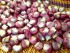 Corn Seeds - Mandan Red Clay Corn - Alliance of Native Seedkeepers - Corn