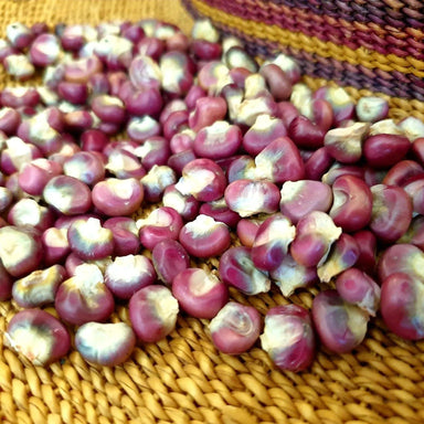 Corn Seeds - Mandan Red Clay Corn - Alliance of Native Seedkeepers - Corn