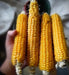 Corn Seeds - Mercer Flint - Alliance of Native Seedkeepers - 0. New Items 2022