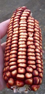 Corn Seeds - New York Red Robin - Alliance of Native Seedkeepers - Corn