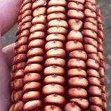 Corn Seeds - New York Red Robin - Alliance of Native Seedkeepers - Corn