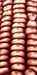 Corn Seeds - New York Red Robin - Alliance of Native Seedkeepers - Corn