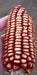Corn Seeds - New York Red Robin - Alliance of Native Seedkeepers - Corn