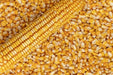Corn Seeds - Nothstine Dent - Alliance of Native Seedkeepers - Corn
