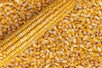 Corn Seeds - Nothstine Dent - Alliance of Native Seedkeepers - Corn