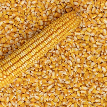 Corn Seeds - Nothstine Dent - Alliance of Native Seedkeepers - Corn