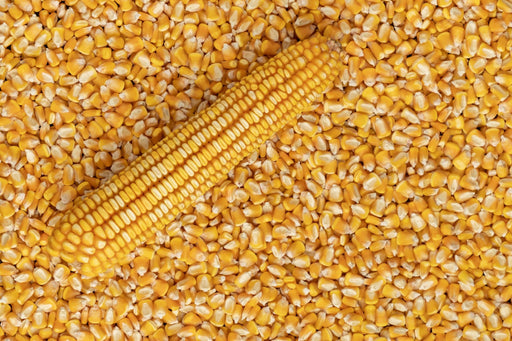 Corn Seeds - Nothstine Dent - Alliance of Native Seedkeepers - Corn