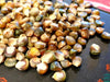 Corn Seeds - Oaxacan Green - Alliance of Native Seedkeepers - Corn