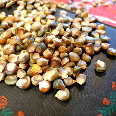 Corn Seeds - Oaxacan Green - Alliance of Native Seedkeepers - Corn