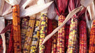 Corn Seeds - Painted Mountain Flour - Alliance of Native Seedkeepers - Corn