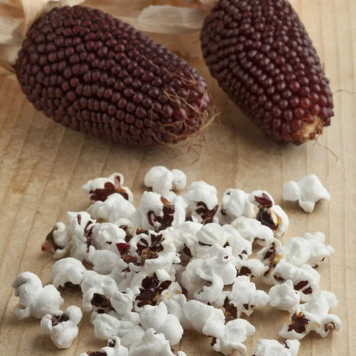 Corn Seeds - Red Strawberry Popcorn - Alliance of Native Seedkeepers - Corn