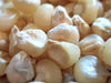 Corn Seeds - Saskatoon White Flint - Alliance of Native Seedkeepers - Corn