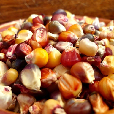 Corn Seeds - Seneca Red Stalker - Alliance of Native Seedkeepers - Corn