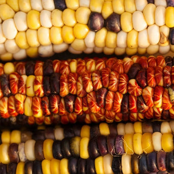 Corn Seeds - Seneca Red Stalker - Alliance of Native Seedkeepers - Corn