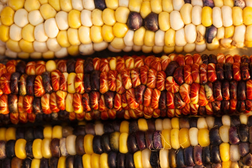 Corn Seeds - Seneca Red Stalker - Alliance of Native Seedkeepers - Corn