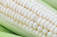 Corn Seeds - Stowell's Evergreen - Alliance of Native Seedkeepers - Corn