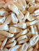 Corn Seeds - Texas Gourdseed - Alliance of Native Seedkeepers - Corn