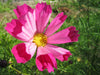 Cosmos Seeds - Sea Shells - Alliance of Native Seedkeepers -