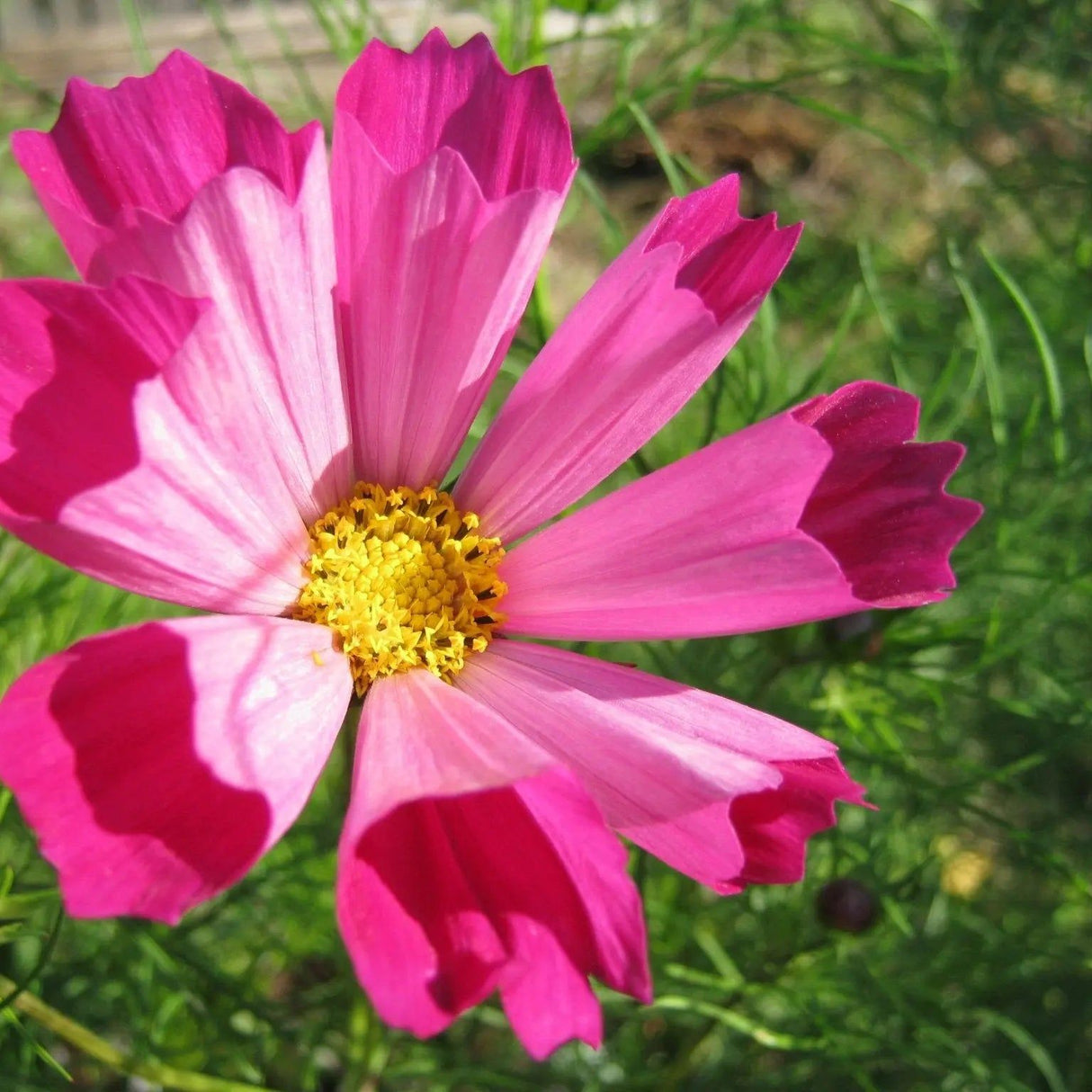 Cosmos Seeds - Sea Shells - Alliance of Native Seedkeepers - Flower Seeds