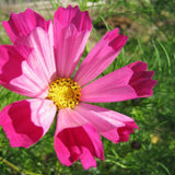 Cosmos Seeds - Sea Shells - Alliance of Native Seedkeepers - Flower Seeds