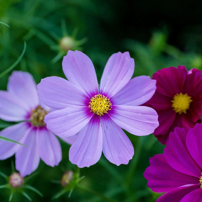 Cosmos Seeds - Sensation Mixed Colors - Alliance of Native Seedkeepers - 3. All Flowers