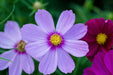 Cosmos Seeds - Sensation Mixed Colors - Alliance of Native Seedkeepers - 3. All Flowers