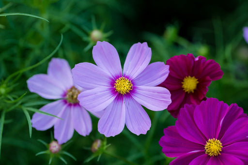 Cosmos Seeds - Sensation Mixed Colors - Alliance of Native Seedkeepers - 3. All Flowers