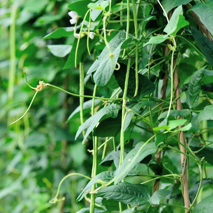 Cowpeas Seeds - Red Ripper - Alliance of Native Seedkeepers - 5. Legumes