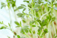 Cress Seeds - Curled Garden - Alliance of Native Seedkeepers - 1. Greens