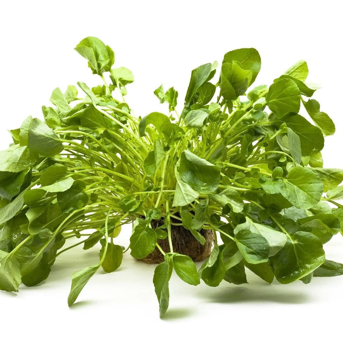 Cress Seeds - Upland - Alliance of Native Seedkeepers - 1. Greens