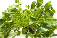 Cress Seeds - Upland - Alliance of Native Seedkeepers - 1. Greens