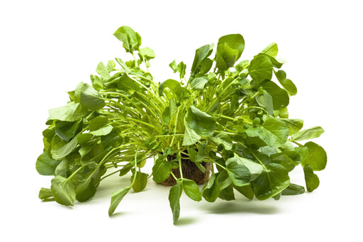 Cress Seeds - Upland - Alliance of Native Seedkeepers - 1. Greens