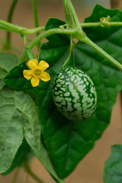 Cucamelon - Mexican Sour Gherkin - Alliance of Native Seedkeepers - 1. All Vegetables